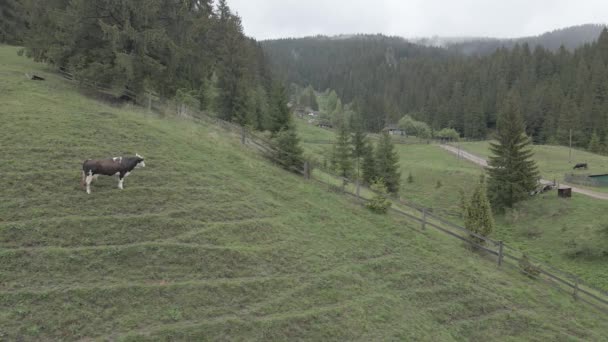 Ukraine, Carpates : Vache dans les montagnes. Aérien, gris, plat