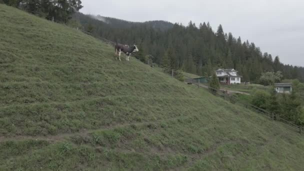 乌克兰，喀尔巴阡山：山中的母牛。空中、灰色、平坦 — 图库视频影像