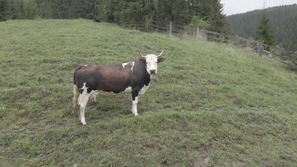 Ucrania, Cárpatos: Vaca en las montañas. Aérea, gris, plana — Vídeos de Stock