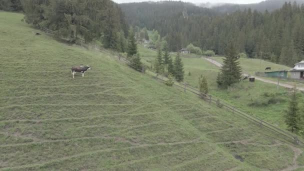 Ukraine, Carpates : Vache dans les montagnes. Aérien, gris, plat