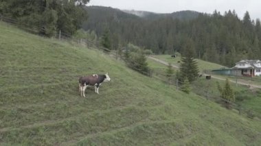 Ukrayna, Karpatlar: Dağlarda inekler. Hava, gri, düz
