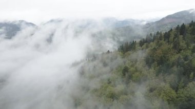 Ukrayna, Karpatlar: Dağlarda sis. Havadan. Gri, düz