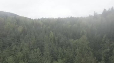 Ukrayna, Karpatlar: Dağlarda sis. Havadan. Gri, düz