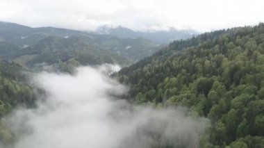 Ukrayna, Karpatlar: Dağlarda sis. Havadan. Gri, düz
