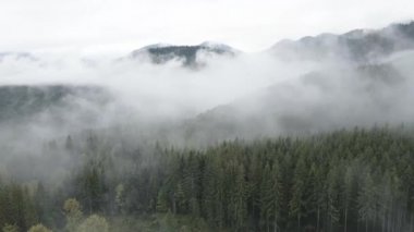 Ukrayna, Karpatlar: Dağlarda sis. Havadan. Gri, düz