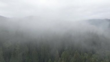 Ukrayna, Karpatlar: Dağlarda sis. Havadan. Gri, düz