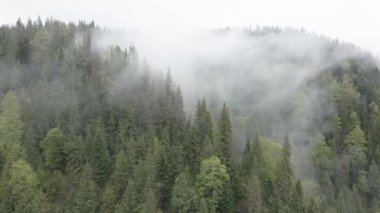 Ukrayna, Karpatlar: Dağlarda sis. Havadan. Gri, düz