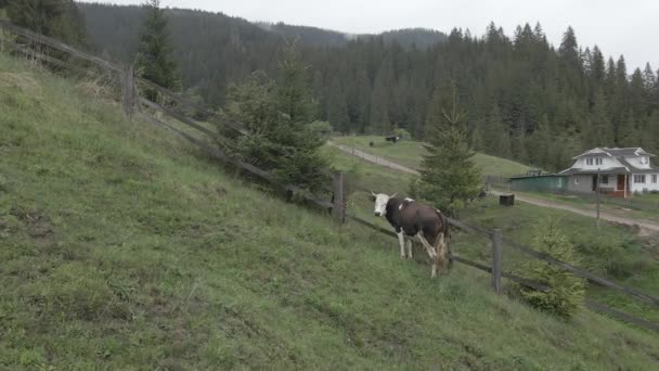 Украина, Карпаты: Корова в горах. Воздушный, воздушный, плоский — стоковое видео