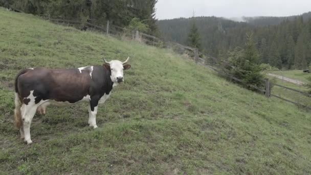 Ucrania, Cárpatos: Vaca en las montañas. Aérea, gris, plana — Vídeos de Stock