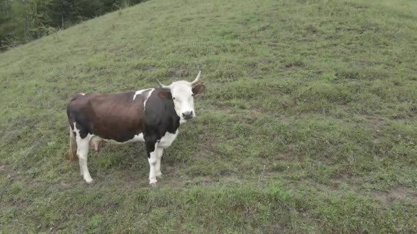 Ukraine, Carpathians: Cow in the mountains. Aerial, gray, flat — Stock Video