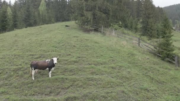 Ukraine, Carpates : Vache dans les montagnes. Aérien, gris, plat