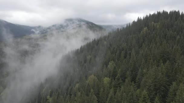 Ukraine, Carpates : brouillard dans les montagnes. Aérien. Gris, plat