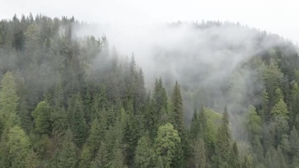 Ukrayna, Karpatlar: Dağlarda sis. Havadan. Gri, düz — Stok video