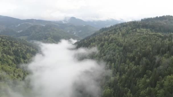 Ucrania, Cárpatos: Niebla en las montañas. Aérea. Gris, plano — Vídeos de Stock