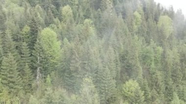 Ukrayna, Karpatlar: Orman manzarası. Hava görüntüsü. Düz, gri