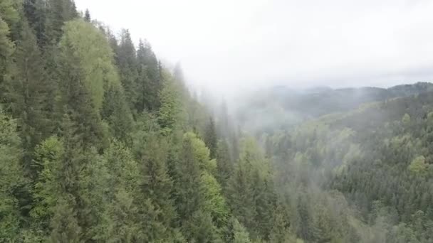 Ucrania, Cárpatos: Niebla en las montañas. Aérea. Gris, plano — Vídeos de Stock