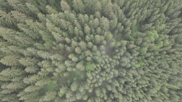 Ukraine, Carpathians: Forest landscape. Aerial view. Flat, gray — Stock Video