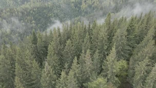 Ukraine, Carpathians: Forest landscape. Aerial view. Flat, gray — Stock Video