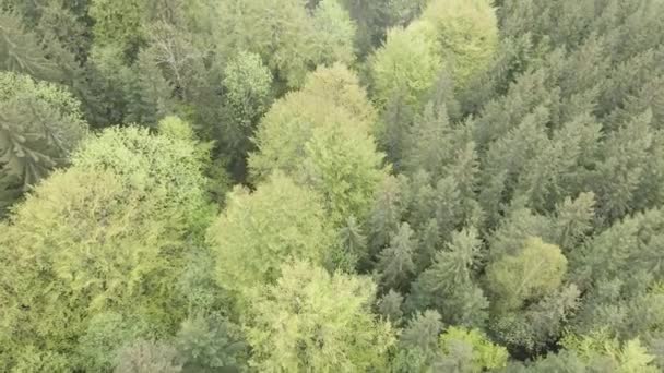 Україна, Карпати: лісовий ландшафт. Вид з повітря. Плоска, сіра. — стокове відео