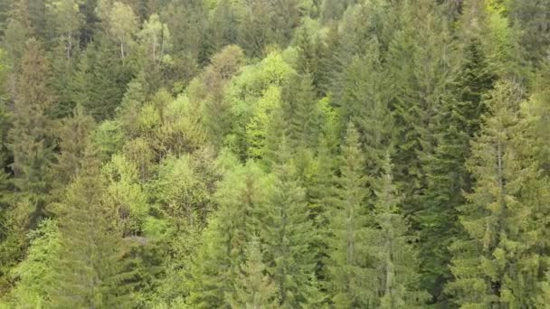 Ucrânia, Cárpatos: Paisagem florestal. Vista aérea. Plano, cinzento — Vídeo de Stock