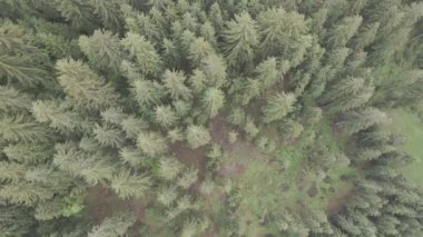 Ukrayna, Karpatlar: Orman manzarası. Hava görüntüsü. Düz, gri