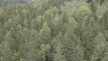 Ukrayna, Karpatlar: Orman manzarası. Hava görüntüsü. Düz, gri