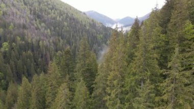 Ukrayna, Karpatlar: Orman manzarası. Hava görüntüsü. Düz, gri