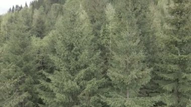Ukrayna, Karpatlar: Orman manzarası. Hava görüntüsü. Düz, gri