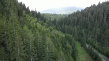 Ukrayna, Karpatlar: Orman manzarası. Hava görüntüsü. Düz, gri