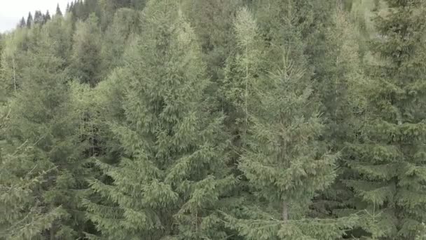 Ucrânia, Cárpatos: Paisagem florestal. Vista aérea. Plano, cinzento — Vídeo de Stock