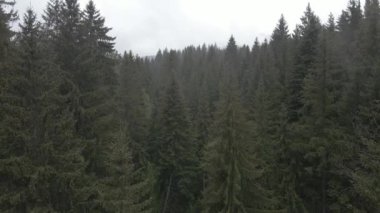 Ukrayna, Karpatlar: Orman manzarası. Hava görüntüsü. Düz, gri