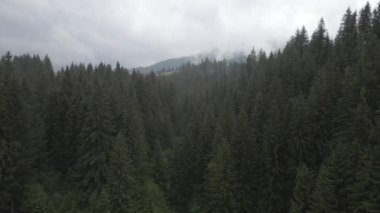 Ukrayna, Karpatlar: Orman manzarası. Hava görüntüsü. Düz, gri