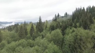 Ukrayna, Karpatlar: Orman manzarası. Hava görüntüsü. Düz, gri