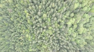 Ukrayna, Karpatlar: Orman manzarası. Hava görüntüsü. Düz, gri