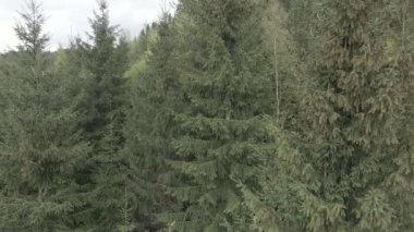 Ukrayna, Karpatlar: Orman manzarası. Hava görüntüsü. Düz, gri