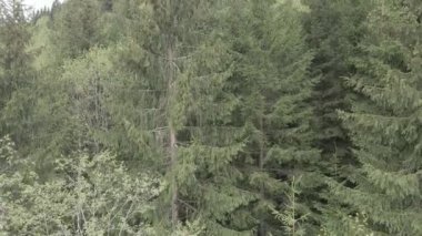 Ukrayna, Karpatlar: Orman manzarası. Hava görüntüsü. Düz, gri