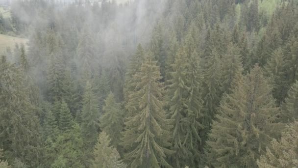 ウクライナ、カルパティア:森林景観。空中展望。平らで灰色 — ストック動画