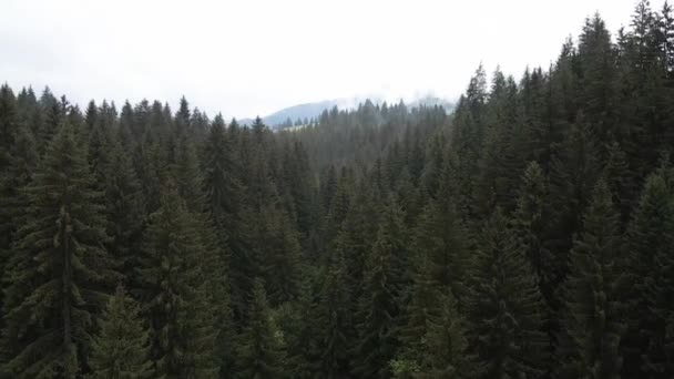 Ukraine, Carpates : paysage forestier. Vue aérienne. Plat, gris — Video