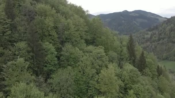 Ukraine, Carpathians: Forest landscape.空中风景。平坦，灰色 — 图库视频影像