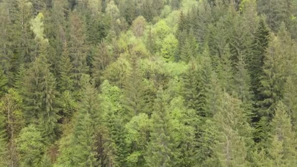 Ukraine, Carpathians: Forest landscape.空中风景。平坦，灰色 — 图库视频影像