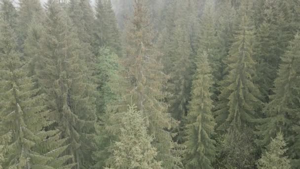 Ukraine, Carpathians: Forest landscape.空中风景。平坦，灰色 — 图库视频影像