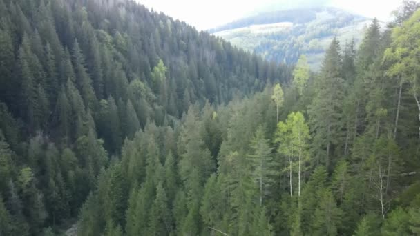 Ukrayna, Karpatlar: Orman manzarası. Hava görüntüsü. Düz, gri — Stok video