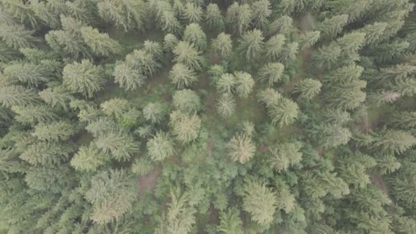 Ukraina, Karpaterna: Skogslandskap. Flygfoto. Platt, grå — Stockvideo
