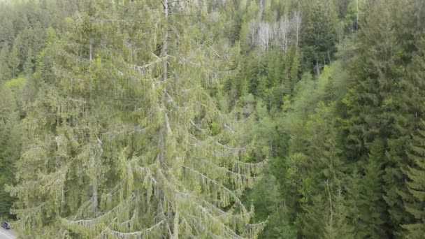 Ucrania, Cárpatos: Paisaje forestal. Vista aérea. Plano, gris — Vídeo de stock