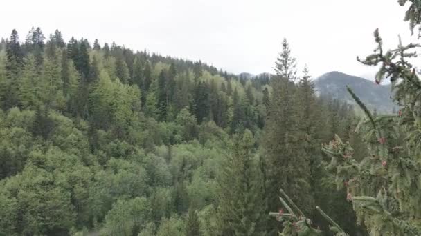 Ucrania, Cárpatos: Paisaje forestal. Vista aérea. Plano, gris — Vídeos de Stock
