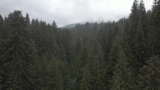 Ukraina, Carpathians: Pemandangan hutan. Pemandangan udara. Datar, abu-abu — Stok Video