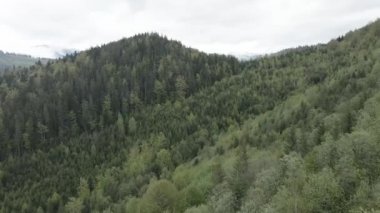 Ukrayna, Karpat Dağları: Güzel dağ ormanları. Hava, düz, gri