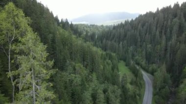 Ukrayna, Karpat Dağları: Güzel dağ ormanları. Hava, düz, gri