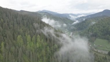 Ukrayna, Karpat Dağları: Güzel dağ ormanları. Hava, düz, gri