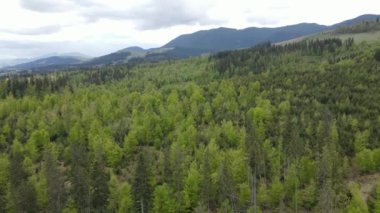 Ukrayna, Karpat Dağları: Güzel dağ ormanları. Hava, düz, gri